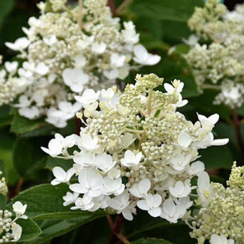 Hydrangea paniculata 'Baby Lace' - Aedhortensia 'Baby Lace'